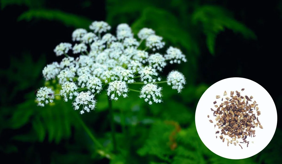 Is Angelica Good For Hair Growth Angelica Root Benefits And Uses
