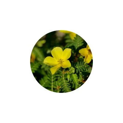 Tribulus Terrestris Extract 