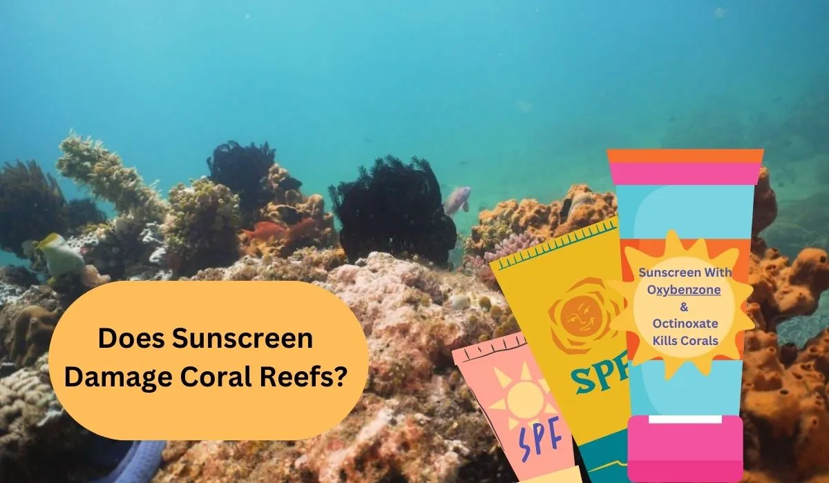 Does Sunscreen Damage Coral Reefs Know The Truth Behind It!