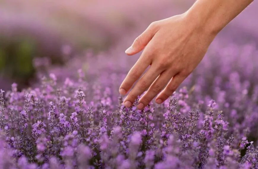 Amazing Skincare Benefits Of Lavender You Should Know