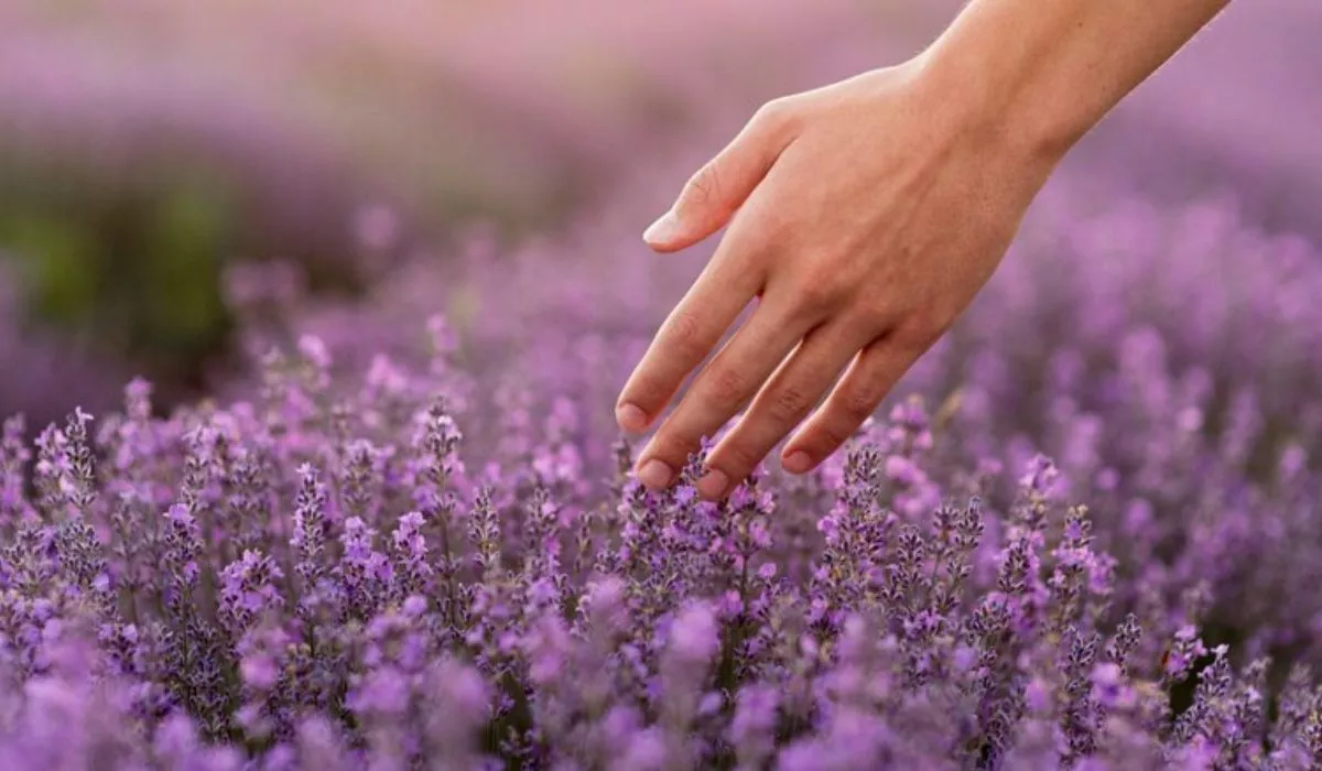 Amazing Skincare Benefits Of Lavender You Should Know