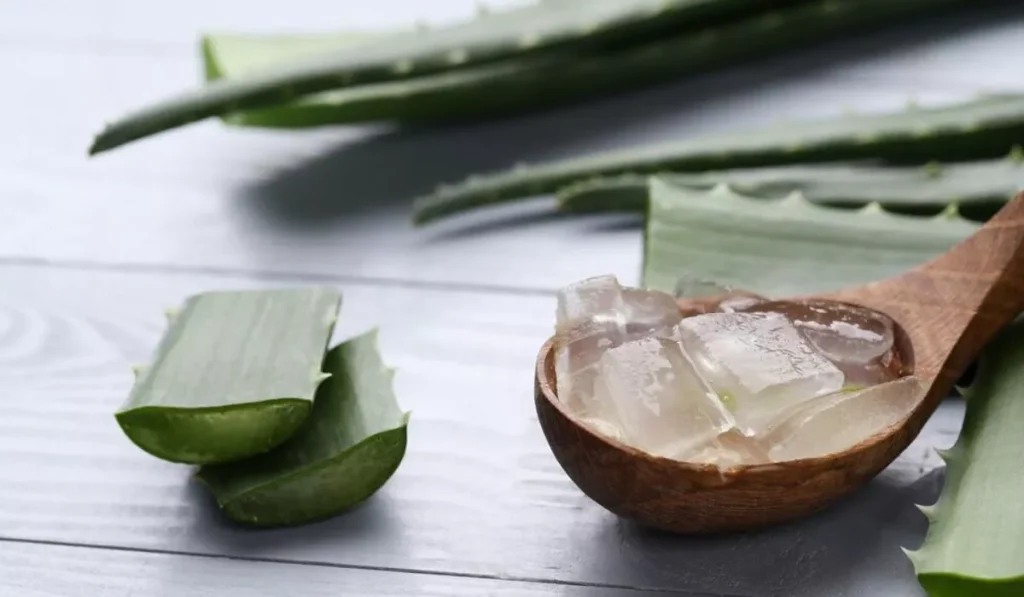 Breaking Down Aloe Vera