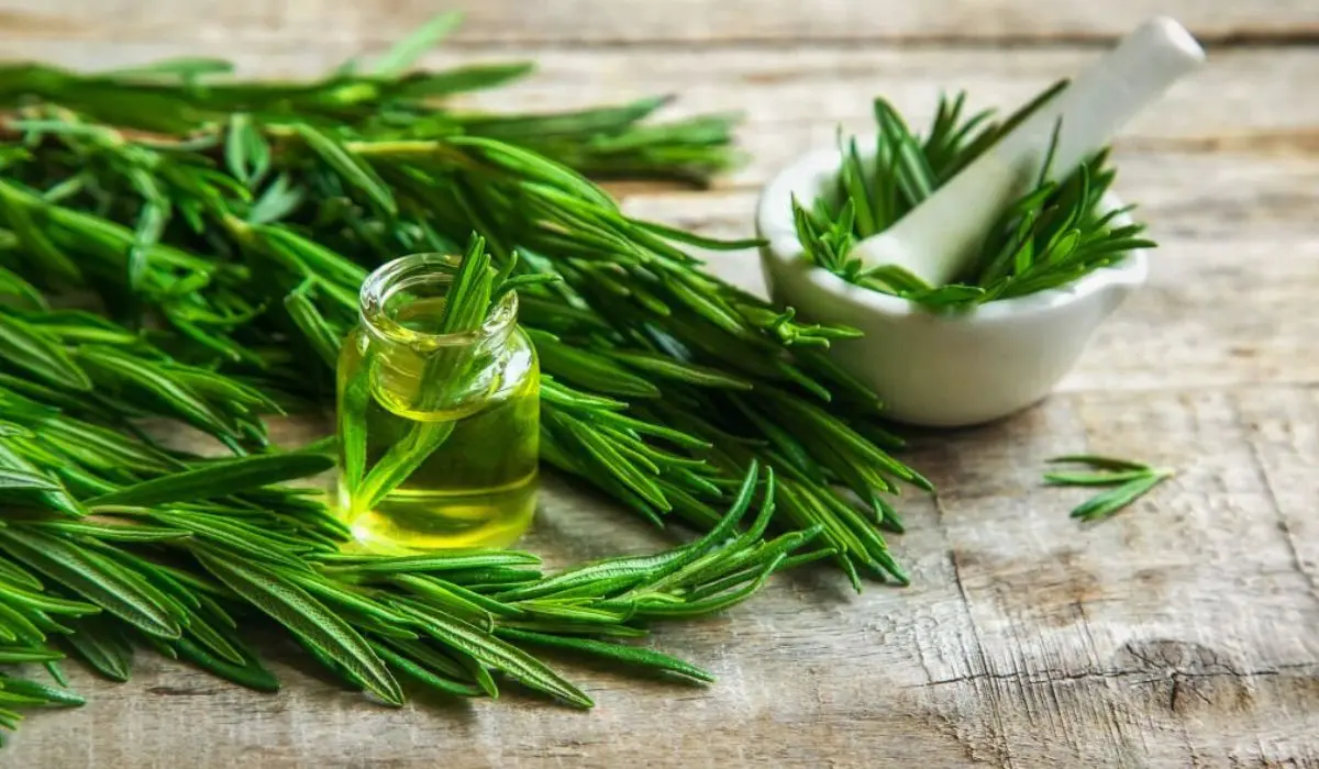 Rosemary Oil