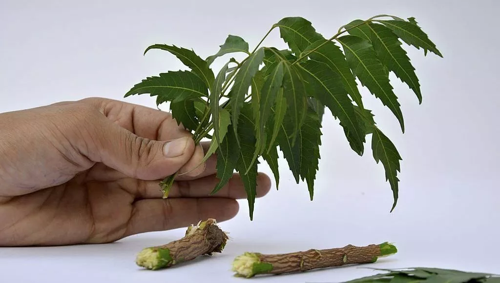 Consume Neem Leaves On An Empty Stomach