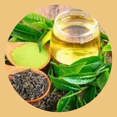 HypoBurn+ Ingredient Green Tea