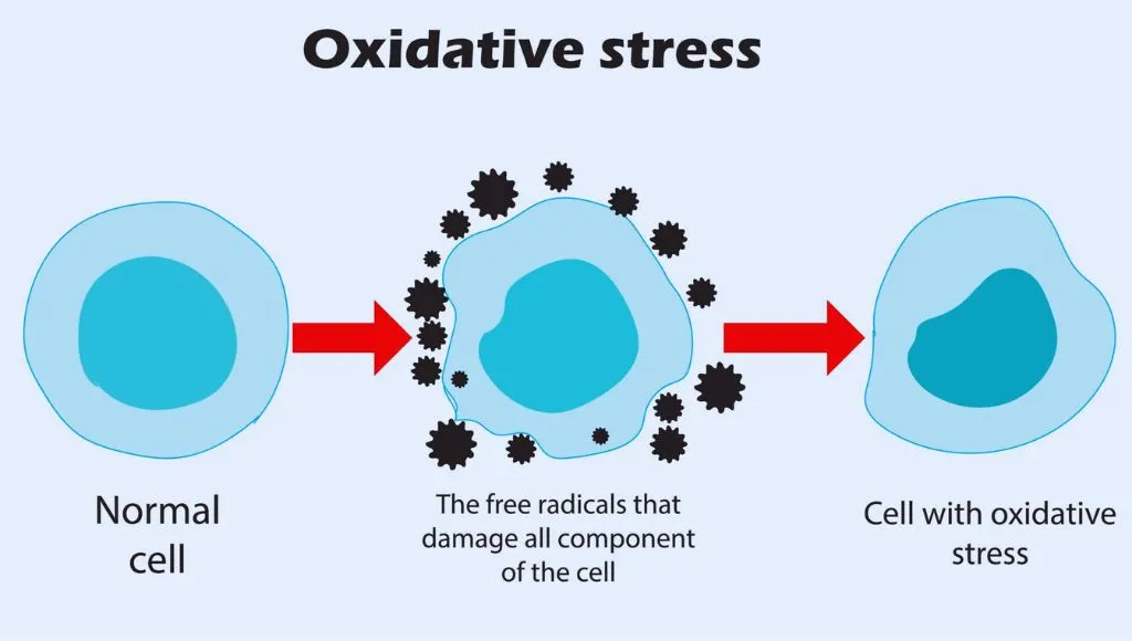 Oxidative Damage