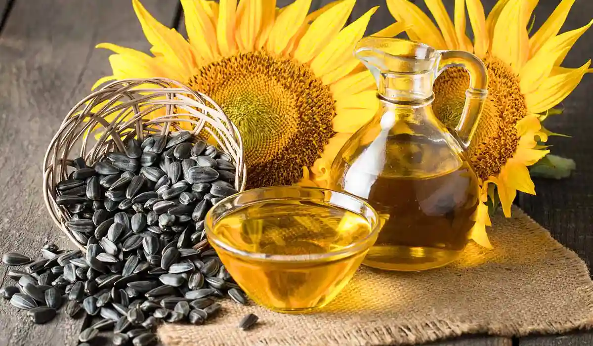 Black Oil Sunflower Seeds Uses and Benefits