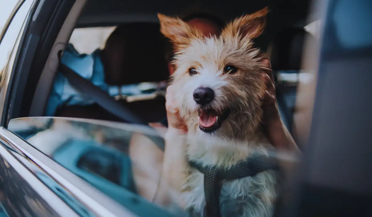 Remove Dog Hair From Your Car